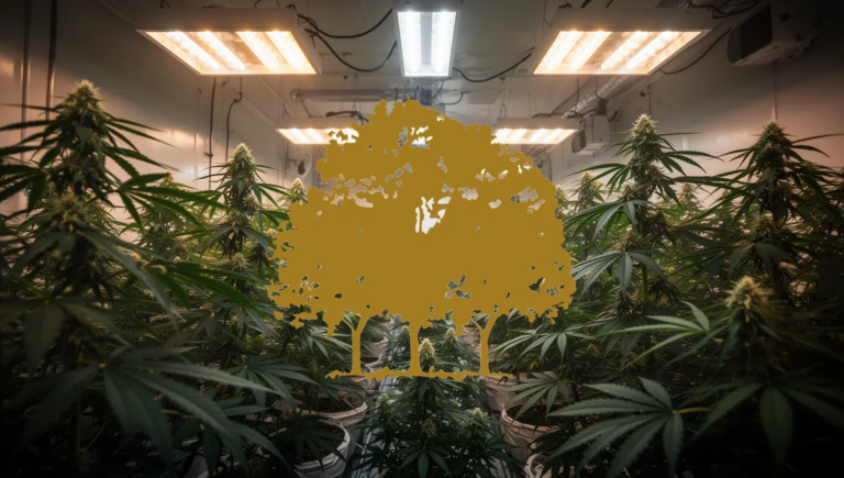 Canopy Growth Aktie: 15. Juni mit Bilanzkorrektionen und Q4-Zahlen